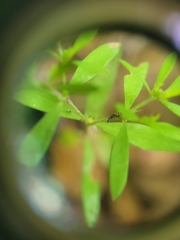 Paronychia fastigiata