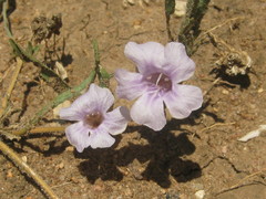 Ruelliopsis setosa image