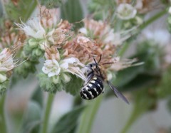 Anthidium