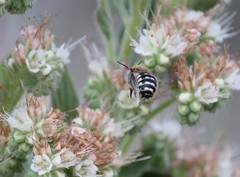 Anthidium