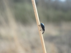 Stenopterapion meliloti