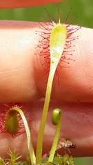 Drosera anglica