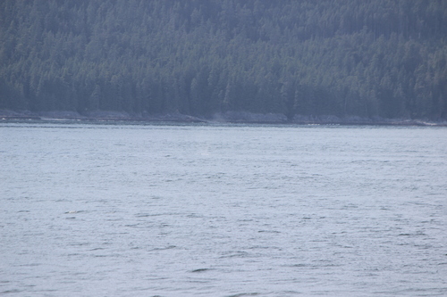 photo of Humpback Whale (Megaptera novaeangliae)