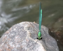 Calopteryx angustipennis