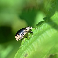 Phyllobius pyri