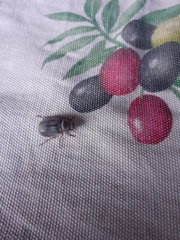 Aplidia transversa transversa