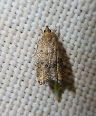 Psilocorsis quercicella