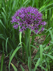 Allium hollandicum