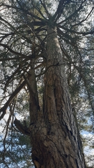 Pinus nigra laricio