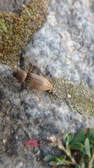 Agriotes lineatus
