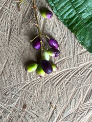 Miconia tococoronata