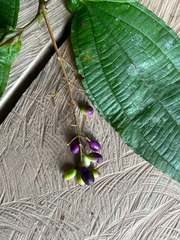 Miconia tococoronata