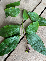 Miconia tococoronata