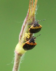 Cosmopepla uhleri