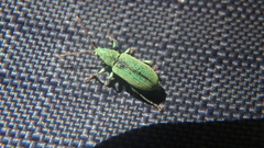 Phyllobius argentatus