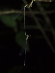 Metaleptobasis foreli