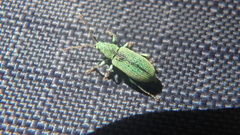 Phyllobius argentatus