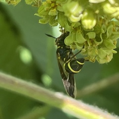 Sphiximorpha willistoni
