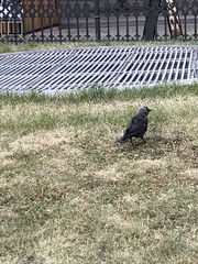 Corvus monedula