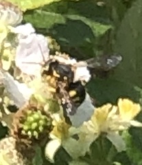 Anthidiini