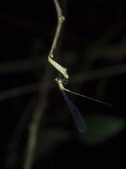 Metaleptobasis foreli