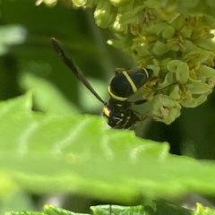Sphiximorpha willistoni