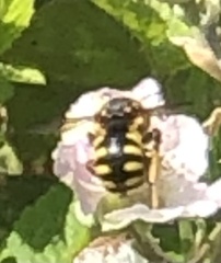 Anthidiini