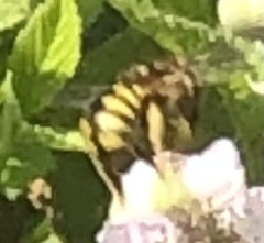 Anthidiini