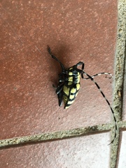 Anoplophora horsfieldii