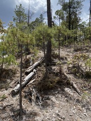 Vaccinium chihuahuense