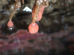 Ectopleura marina
