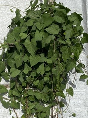 Ipomoea cordatotriloba