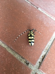 Anoplophora horsfieldii