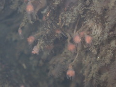 Ectopleura marina