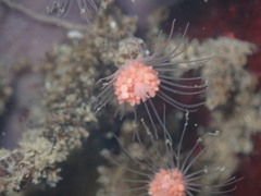 Ectopleura marina