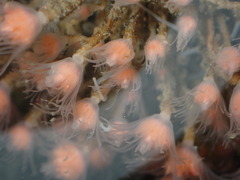 Ectopleura marina