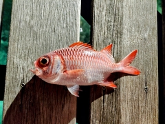 Myripristis violacea