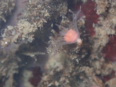 Ectopleura marina