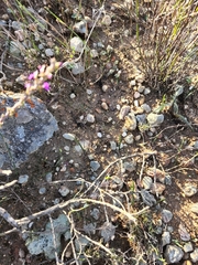 Muraltia macropetala