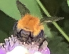 Bombus