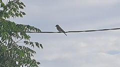 Muscicapa striata