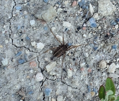 Zachaeus