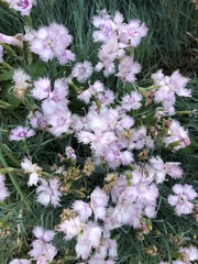 Dianthus plumarius