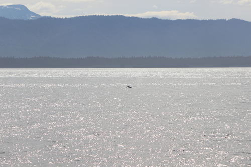 photo of Humpback Whale (Megaptera novaeangliae)