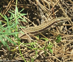 Podarcis muralis breviceps