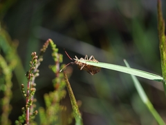 Coreus marginatus