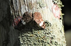 Ectima thecla