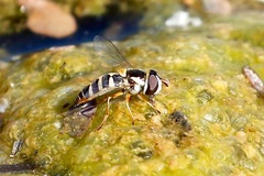 Ischiodon aegyptius
