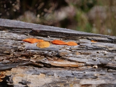 Tubifera ferruginosa