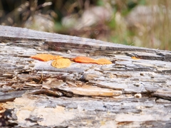 Tubifera ferruginosa